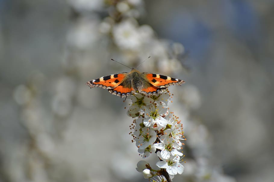 spring, bloom, flowers, tree, white, nature, butterfly, one animal HD wallpaper