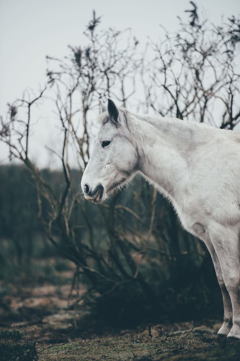 white, gorse, animal, tree, branch, nature, mammal, animal themes HD wallpaper