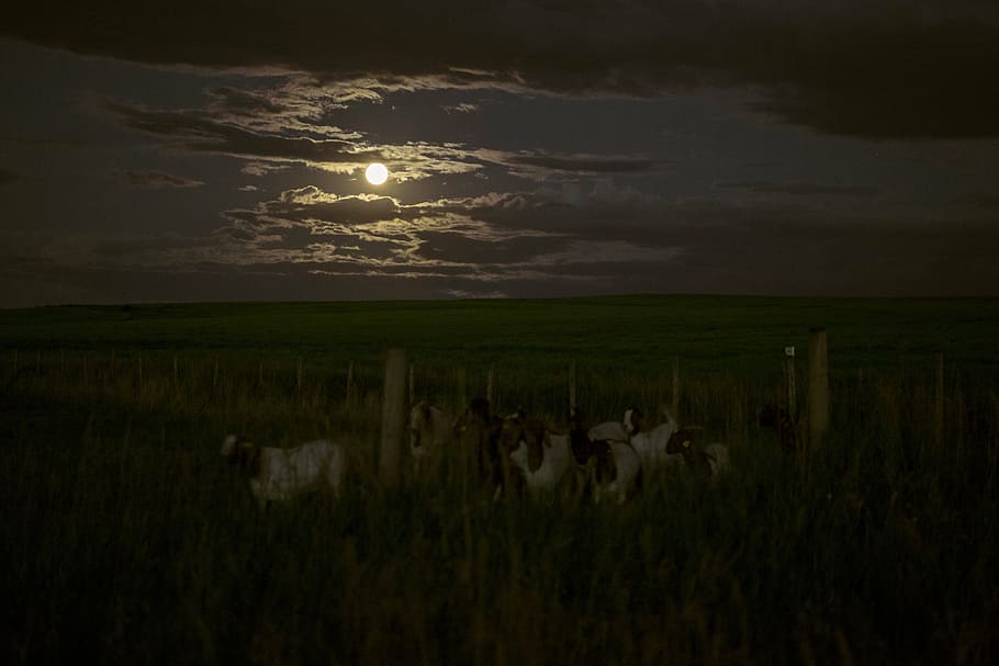 scenery of full moon, herd, goat, field, dark, night, clouds HD wallpaper