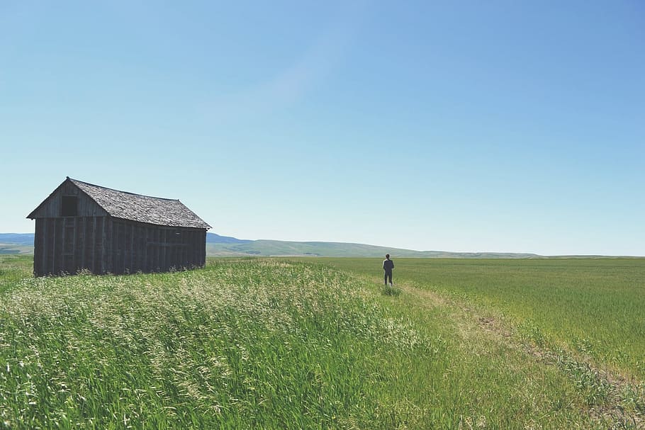 person walking towards black house in middle of grass field under clear sky HD wallpaper