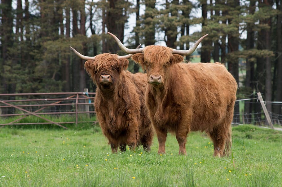 Highlandrind, Highlands And Islands, speyside, beef, highland cattle, HD wallpaper