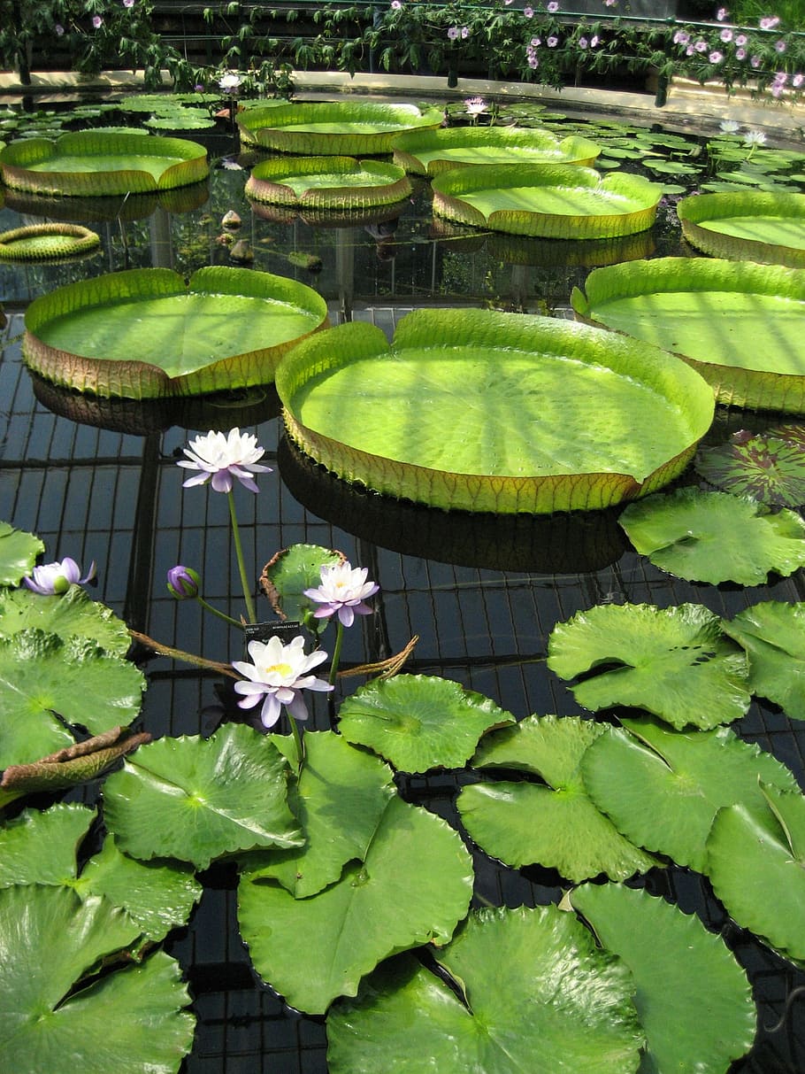 pond, lily pad, kew gardens, botanic, botanical, flower, green, HD wallpaper