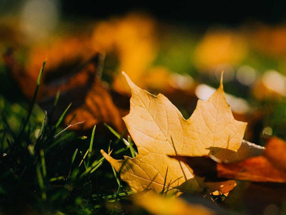selective focus photography of maple leaf, leaves, grass, nature HD wallpaper