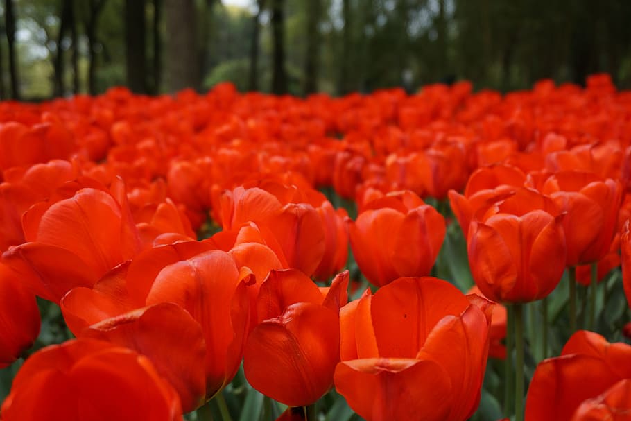 flowers, red, beautiful, flowering plant, beauty in nature HD wallpaper