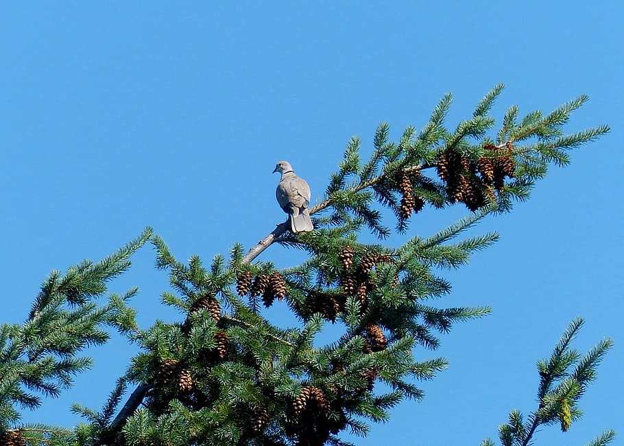 Dove, Trees, Branches, Birds, Blue Sky, flora, fauna, plants HD wallpaper