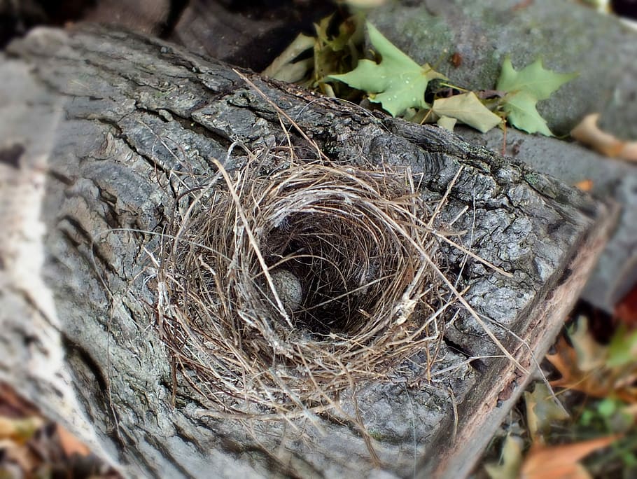 Egg, Bird Nest, day, outdoors, close-up, no people, nature HD wallpaper