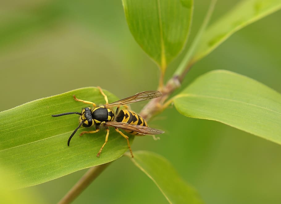 yellow jacket wasp on green leaf selective focus photography HD wallpaper