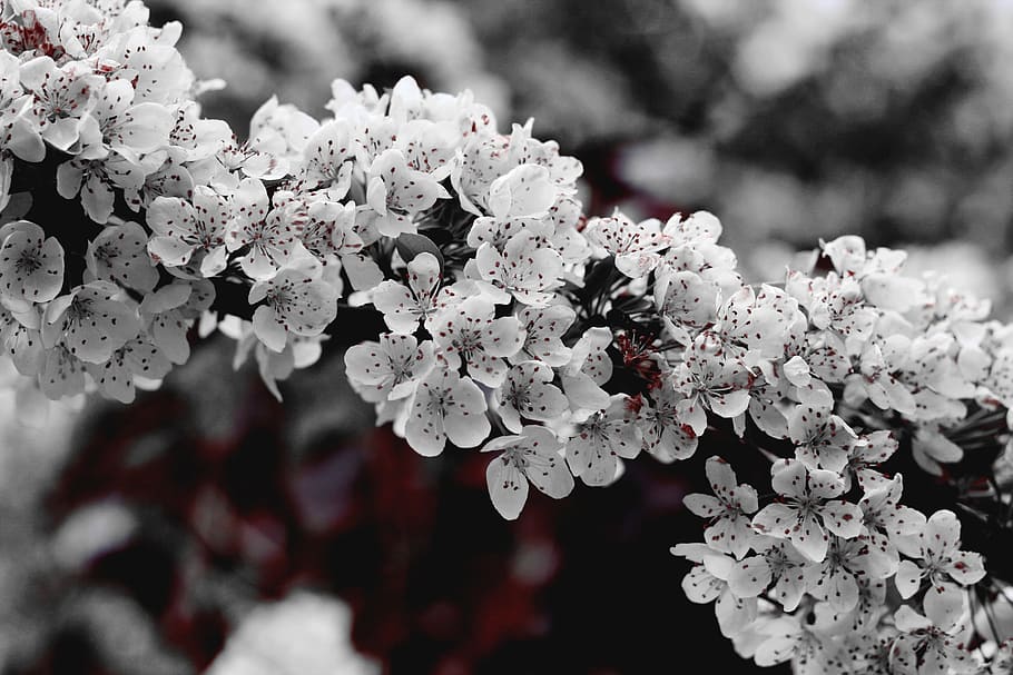 apple tree, blossom, flowers, fruit tree, spring, nature, flowering plant HD wallpaper