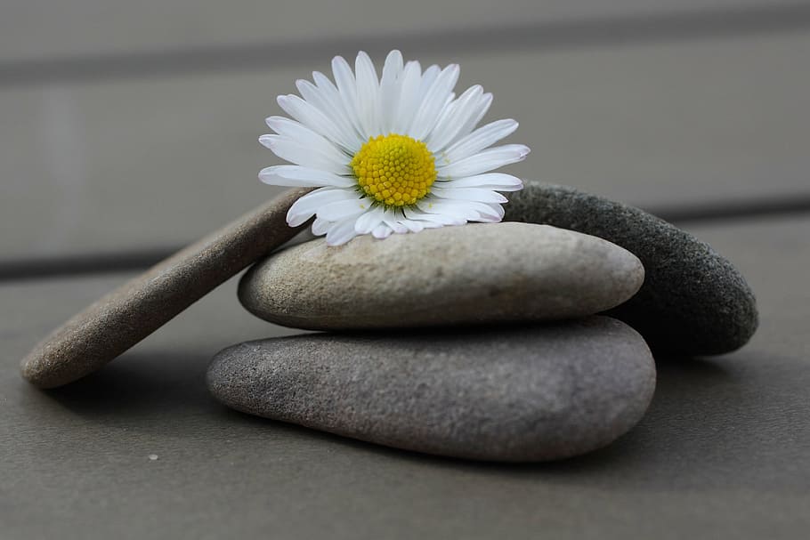 white daisy flower on gray stones, close, pebble, stone - Object