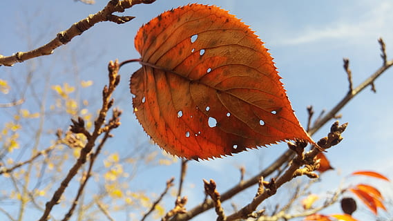 Fall, Leaf, Last One, Isolate, sky, nature, autumn, tree, season HD wallpaper