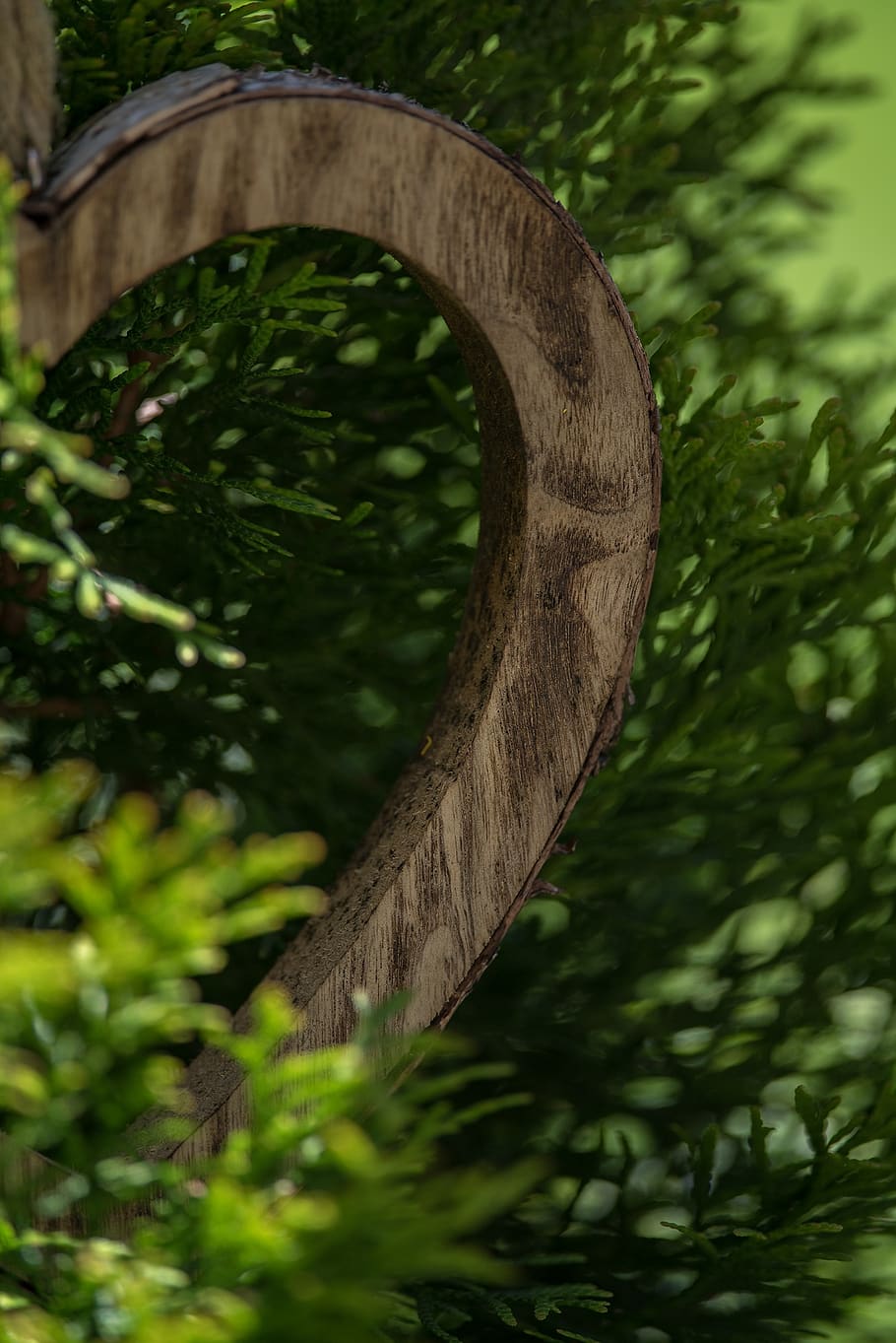 HD wallpaper: green, wood, half wood heart, tree of life, plant, close up |  Wallpaper Flare