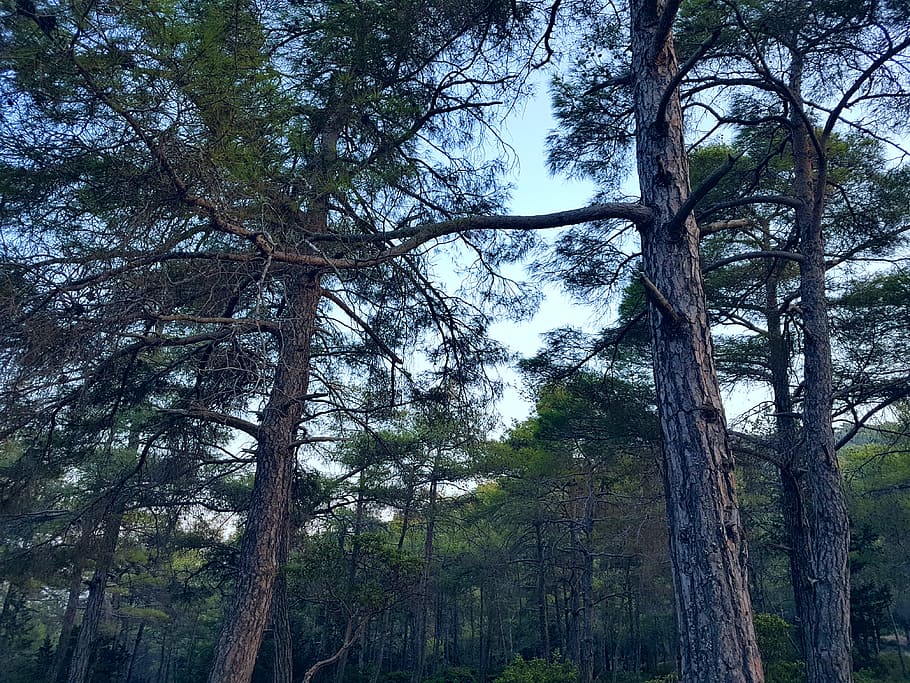 Green Trees at Daytime, branches, conifer, daylight, environment HD wallpaper