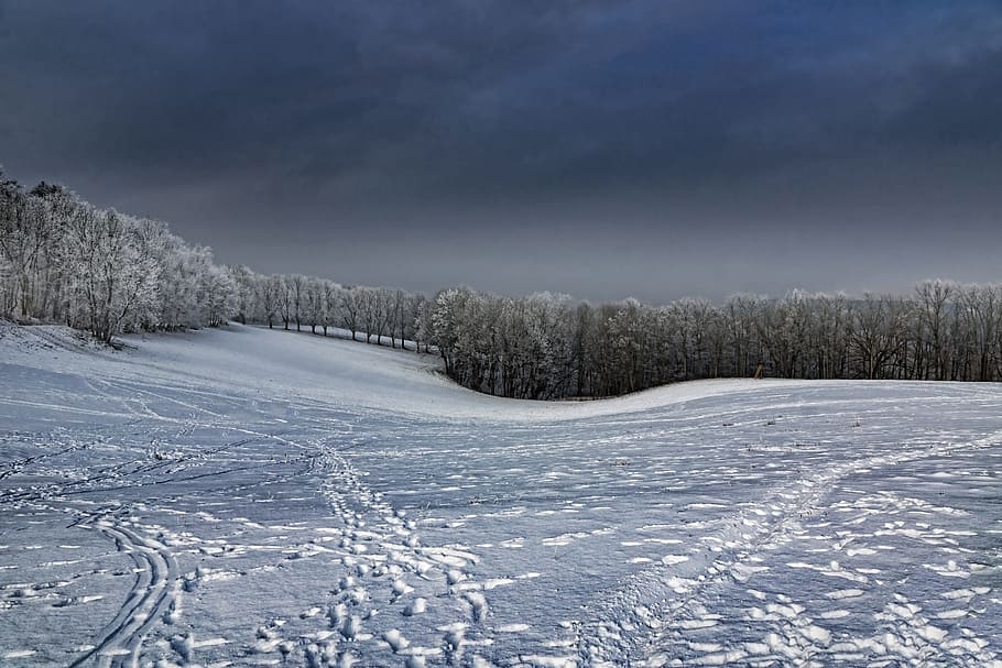 Winter, Snow, Meadow, Wintry, Cold, white, snowy, winter dream HD wallpaper