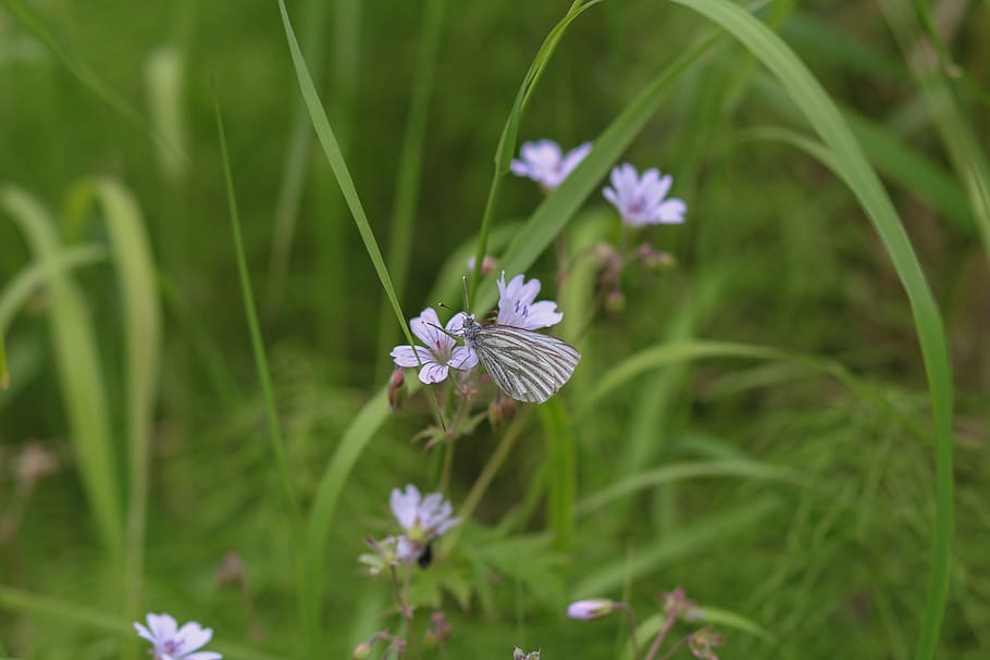 grass, green, nature, bloom, flower, moth, handsomely, flowering plant HD wallpaper