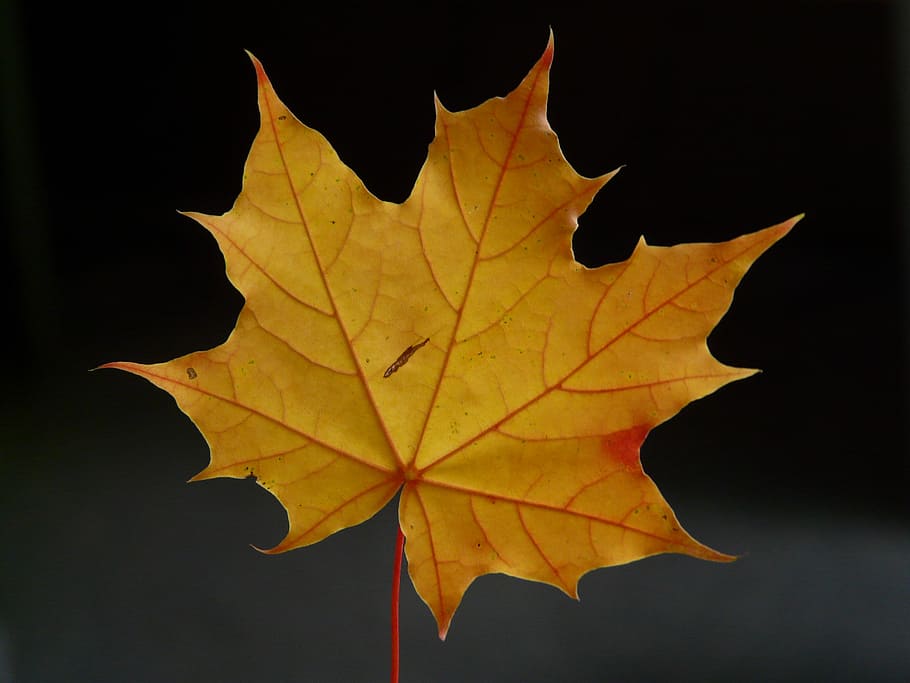 brown leaf against black background, Maple Leaf, Coloring, red HD wallpaper