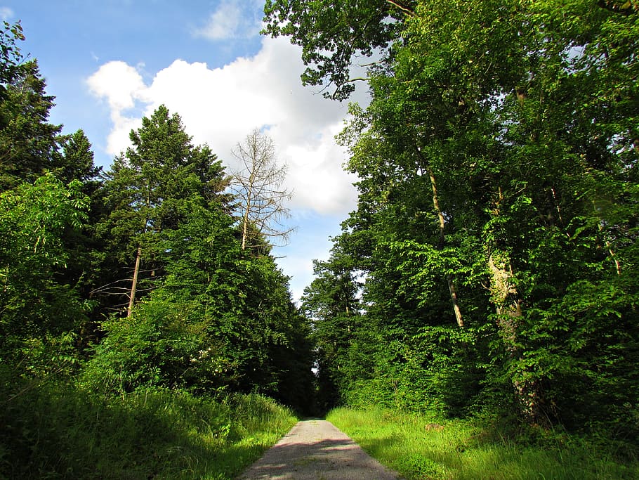 forest, way, lane, tree, landscape, green, foliage, the path HD wallpaper