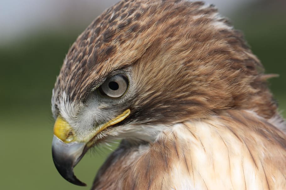 buzzard, codarossa, falco, raptors, buteo jamaicensis, bird HD wallpaper