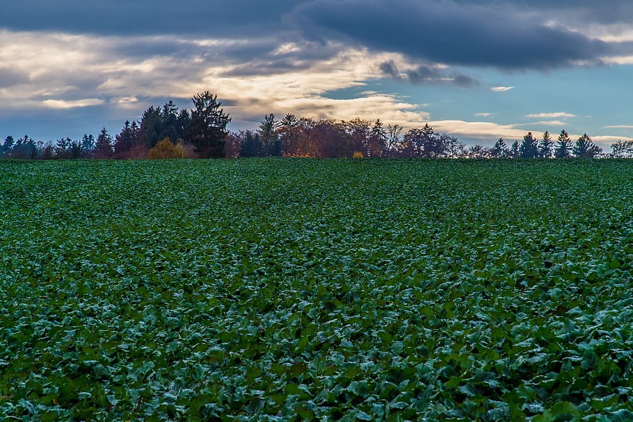 field, nature, green, plant, sky, growth, cloud - sky, land HD wallpaper