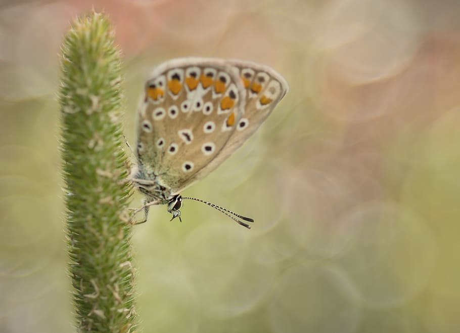 common blue, butterfly, common bläuling, butterflies, restharrow's blue, HD wallpaper