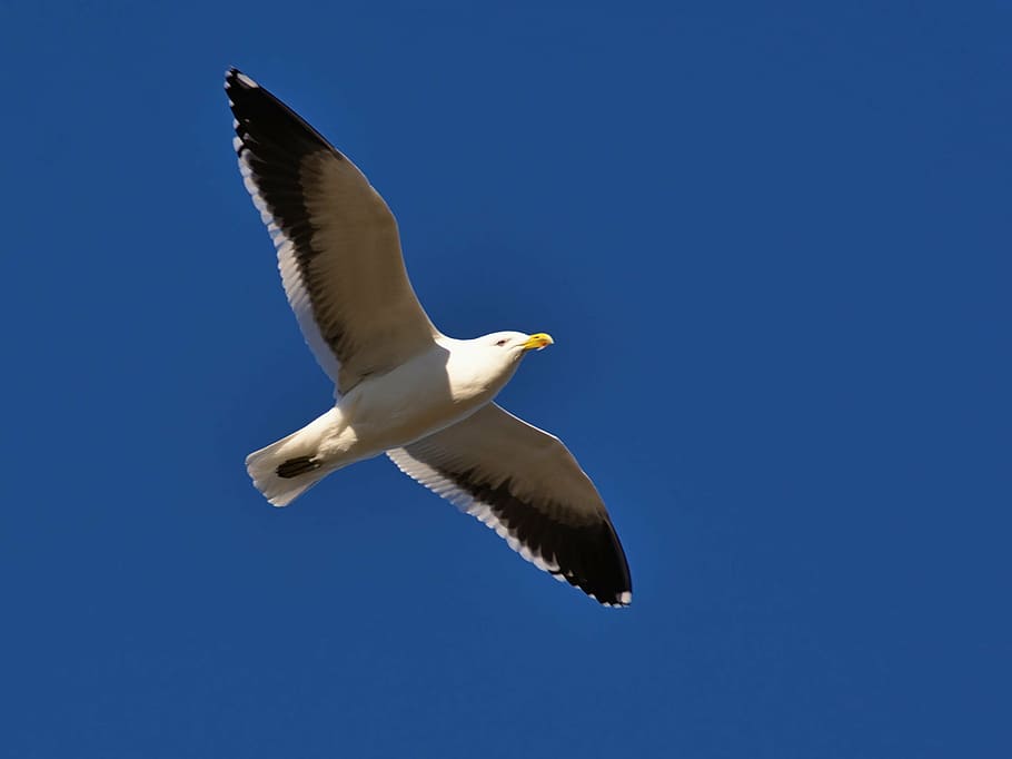 wildlife photography of white seagull in flight, flying, daytime HD wallpaper