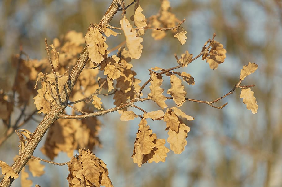 winter, tree, nature, landscape, park, forest, trees, oak, leaves HD wallpaper