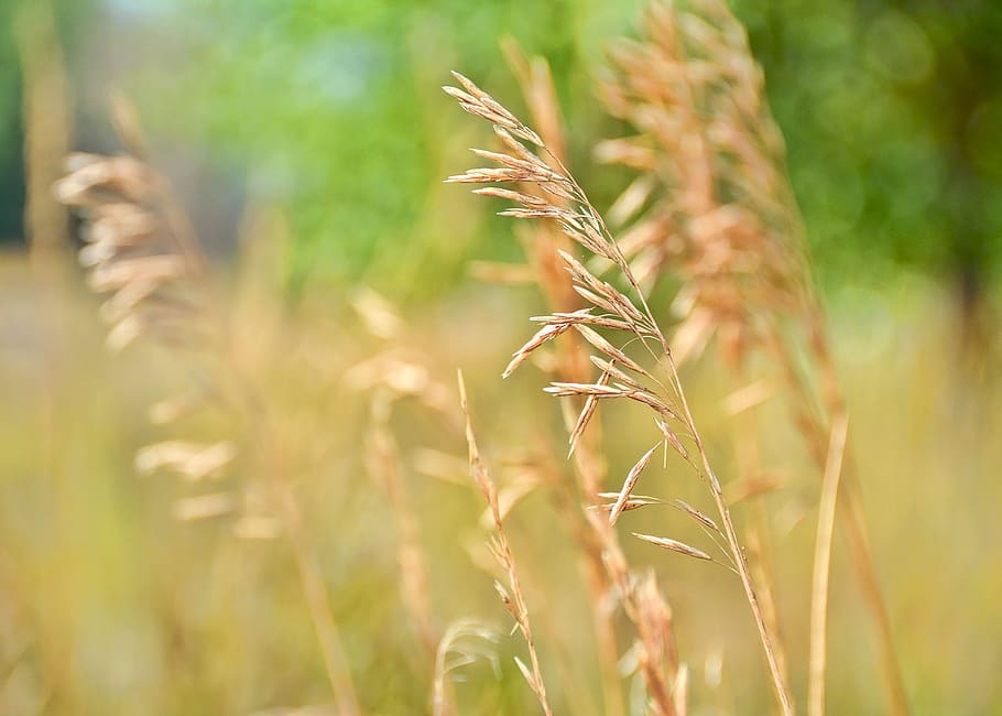 fall, grass, autumn, park, yellow, outdoor, foliage, plant HD wallpaper