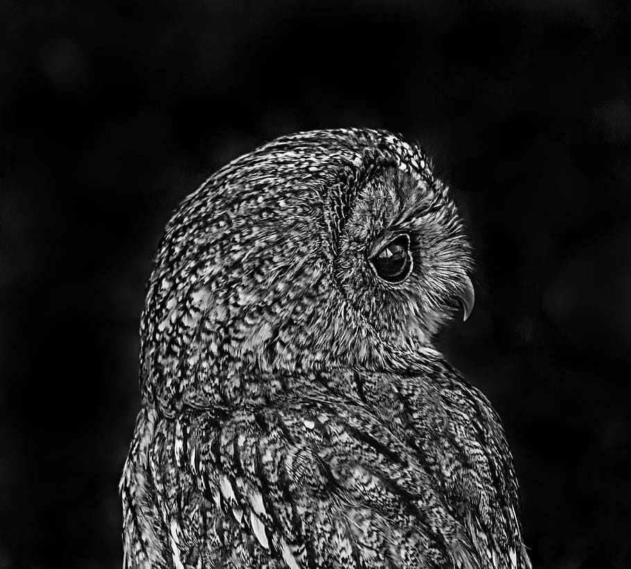 gray and black owl, white, bird, nature, art, background, nerivill1 HD wallpaper
