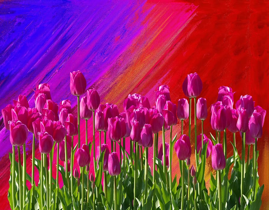 spring, nature, flower, tulip, plant, bright, garden, flowering plant HD wallpaper