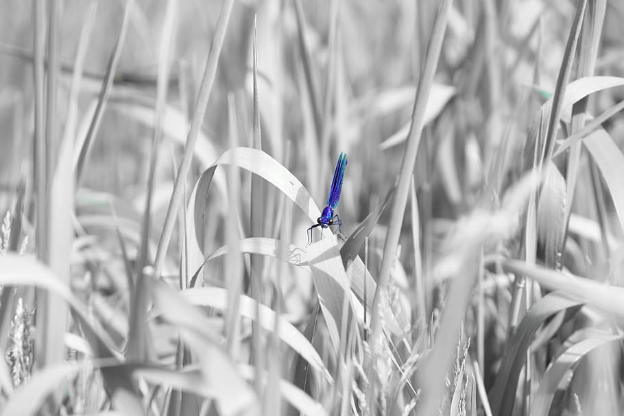 dragonfly, spring, nature, plant, animal themes, animal wildlife HD wallpaper