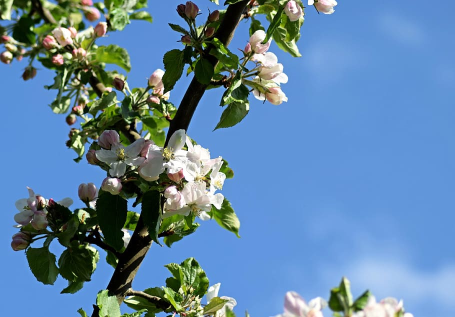 apple blossom, may, spring, bloom, orchard, plant, flower, flowering plant HD wallpaper