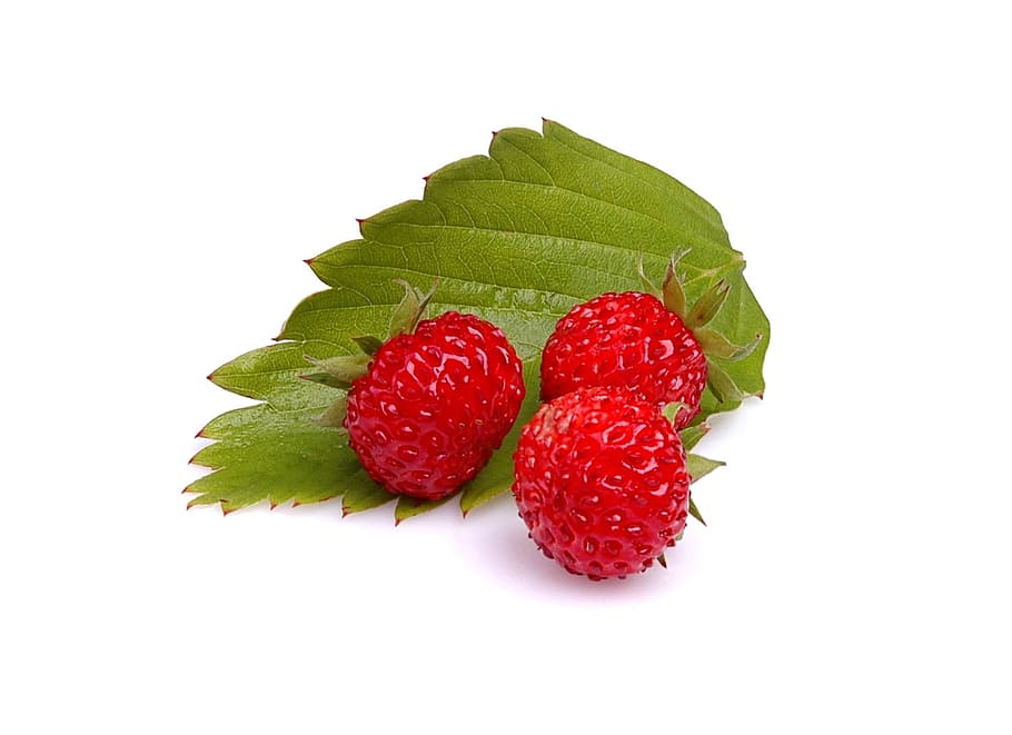 close-up photo of three red mock strawberries, Wild, Strawberry HD wallpaper