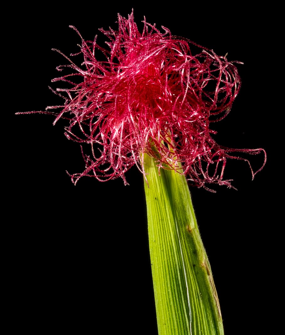 corn flower, blooming corn, red, black background, studio shot HD wallpaper