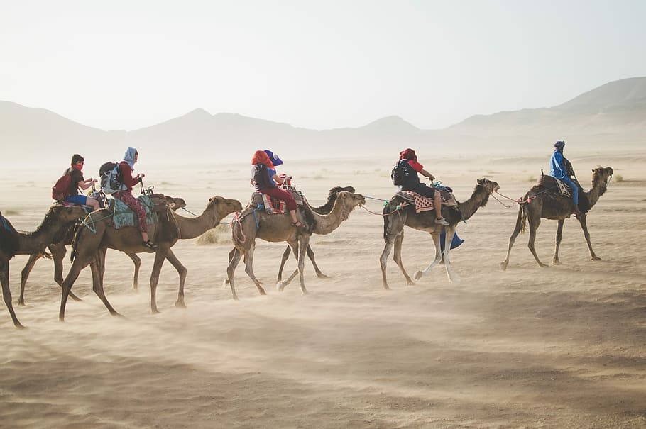 group of people riding camel on sand dune, group of people riding on camels