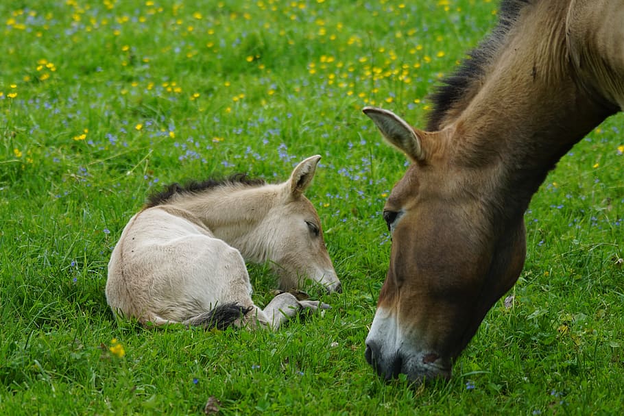 brown horse near tan pony lying on grass, Przewalski, Mare, Foal, HD wallpaper