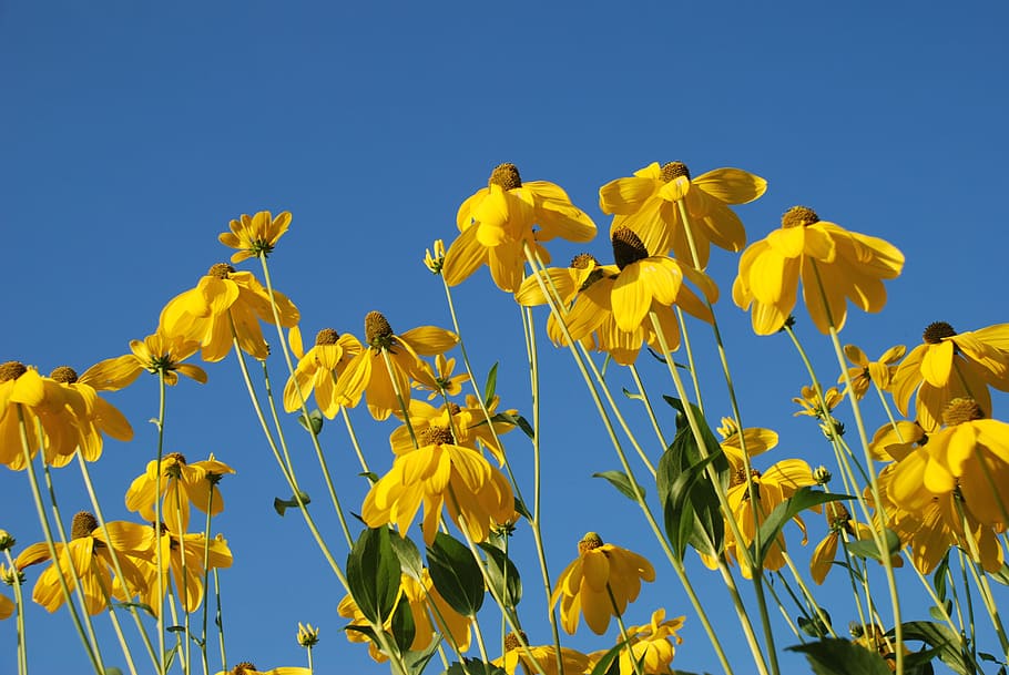Nature, Flower, Leaf, Yellow, sky, floral, sunflower, plant HD wallpaper