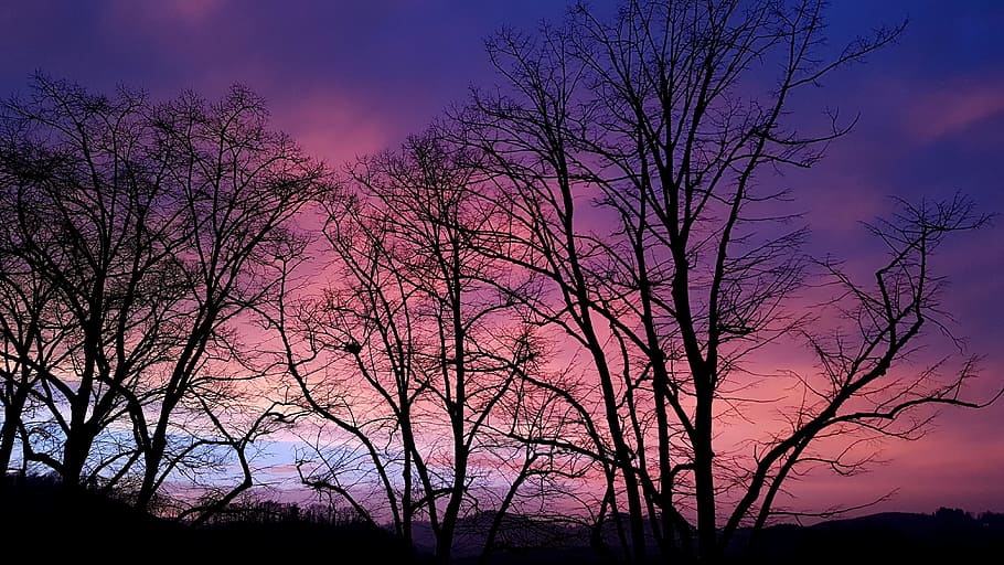 tree, nature, dawn, landscape, season, lighting, sky, silhouette HD wallpaper