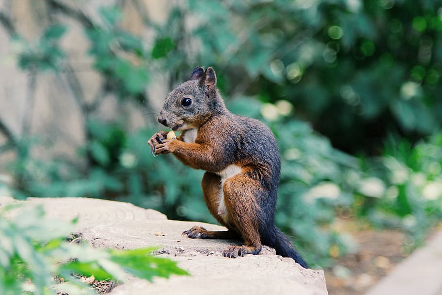 squirrel holding food, black and brown squirrel on stone, eating HD wallpaper