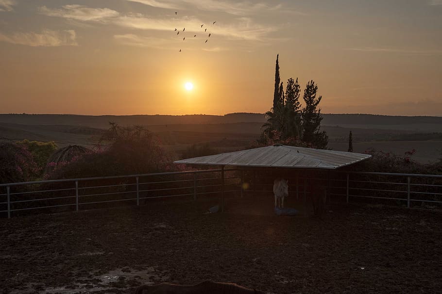 gray shed near tree during golden hour, horse pen photo during sunset HD wallpaper
