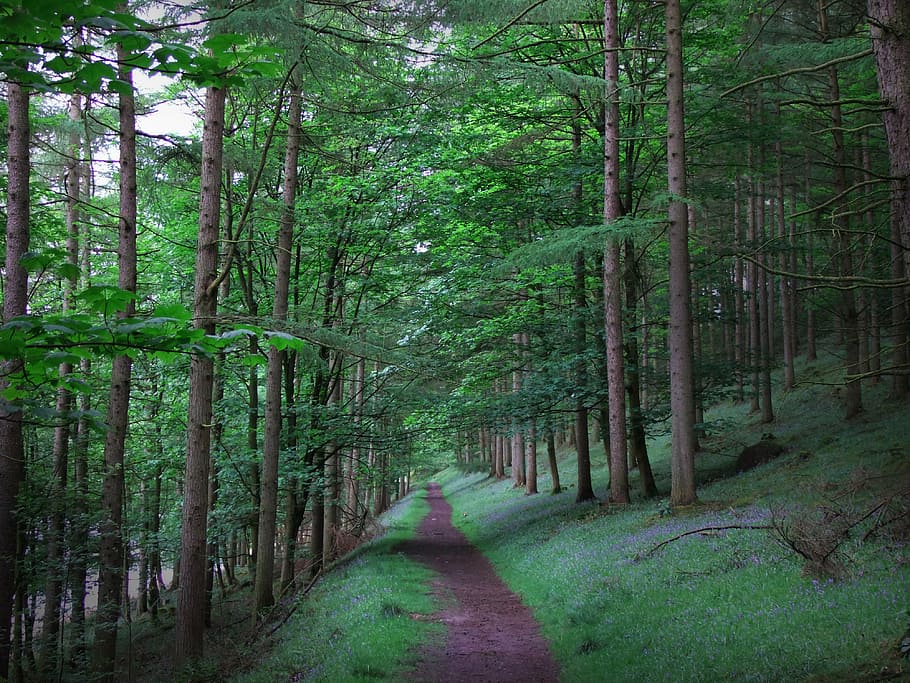 forest, adventure, quest, nature, travel, hiking, landscape HD wallpaper