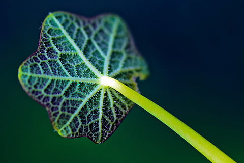 close up photo of green and purple plant leaf, stem, nature HD wallpaper