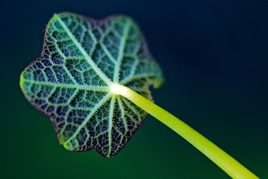 close up photo of green and purple plant leaf, stem, nature, blur