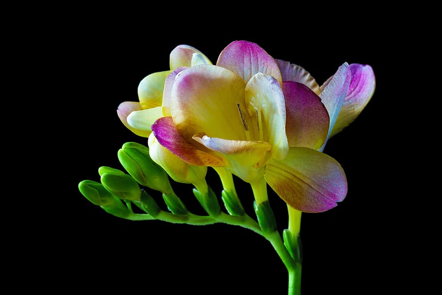 yellow and pink freesia flower, blossom, bloom, spring, close