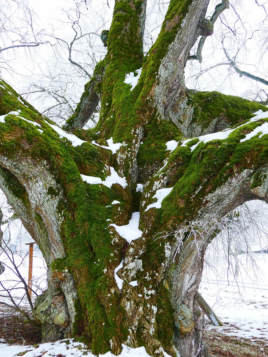 green tree, log, natural monument, thicker stem, powerful, large HD wallpaper