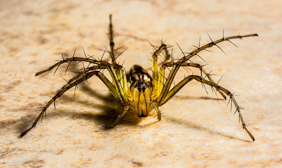 Small, Spider, Arachnids, Close, small spider, insect, animals in the wild HD wallpaper