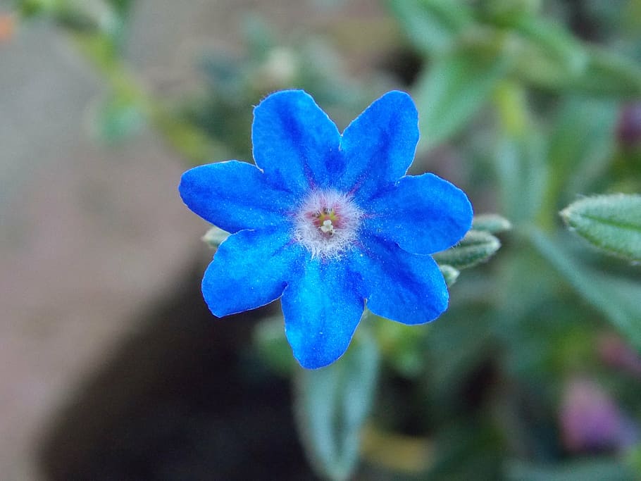 flower, blue, spring, close, nature, plant, petal, purple, flower Head HD wallpaper