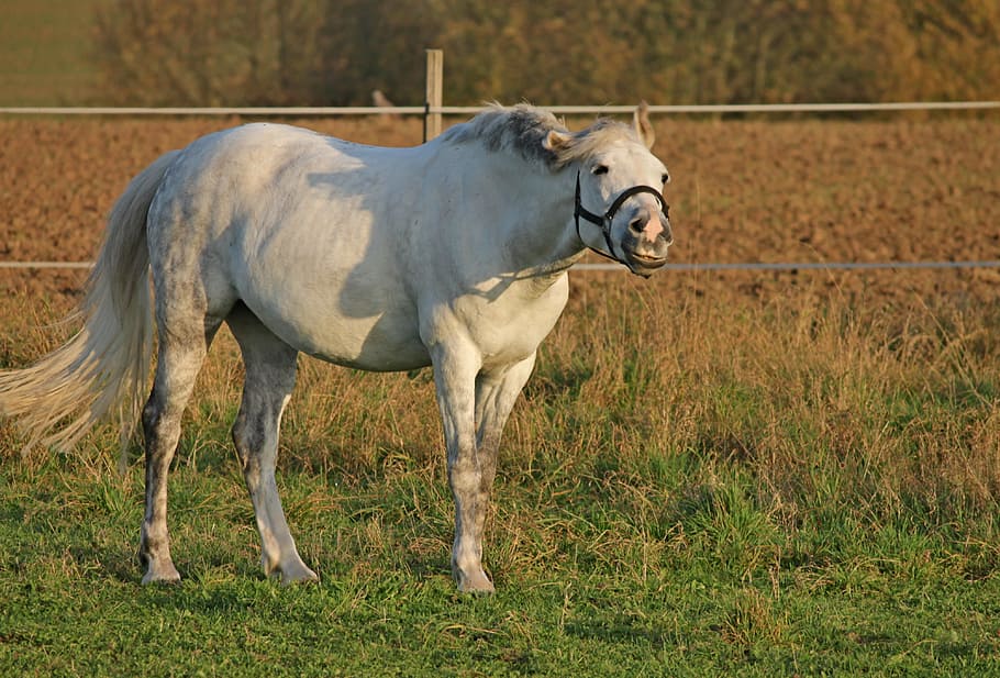 horse standing on grass, pasture, coupling, paddock, grin, white HD wallpaper