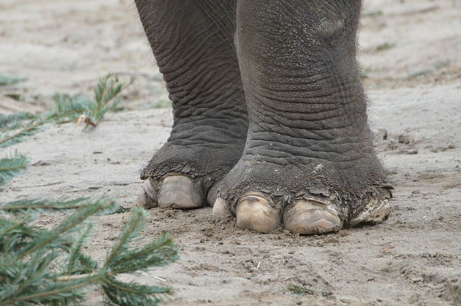 elephant, feet, tear, nails, animal, animal themes, animal wildlife HD wallpaper