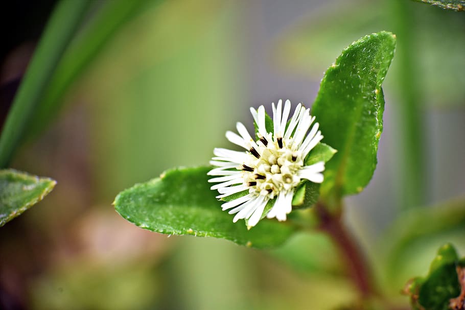 Tiny flower. Тини цветок.