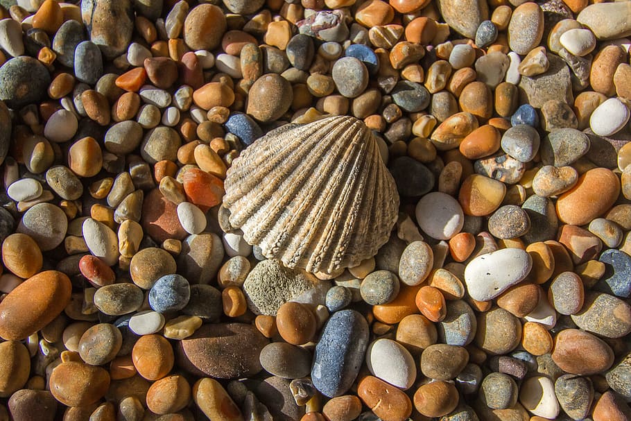 closeup photo of seashell surrounded with stones, ocean, rhinestones HD wallpaper