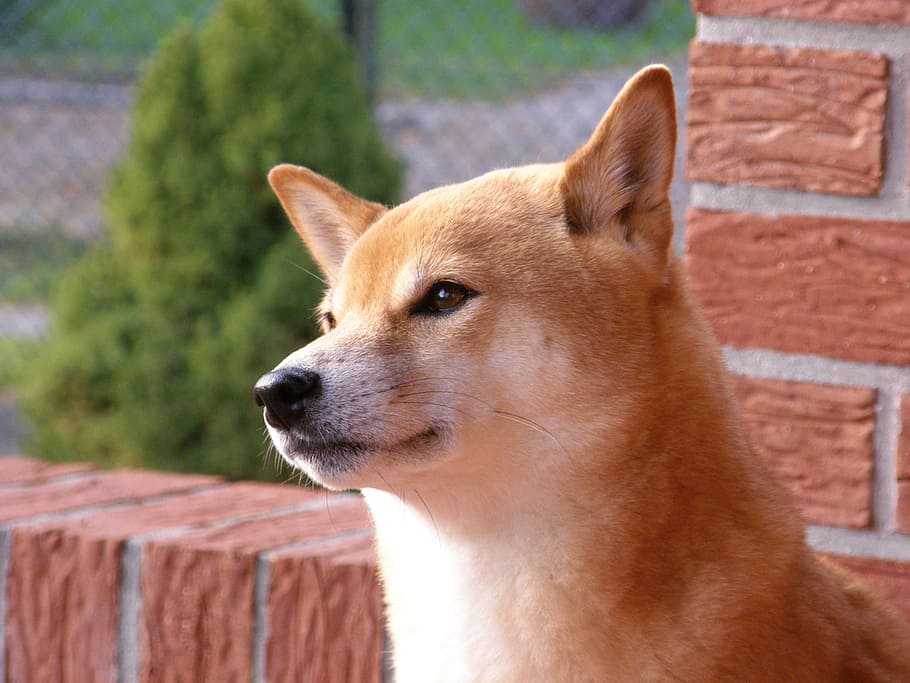 shiba, wall, summer, red, dog, animal, pet, one animal, animal themes HD wallpaper